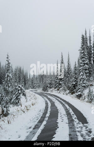 Empty road passing through pine forest Stock Photo