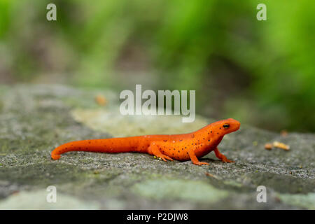 Eastern (red-spotted) newt - Notophthalmus viridescens Stock Photo