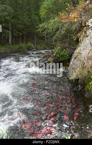 Red saukeye salmon swimming upstream during the breeding run in a river in the Kenai Peninsula through forested rocky terrain Stock Photo