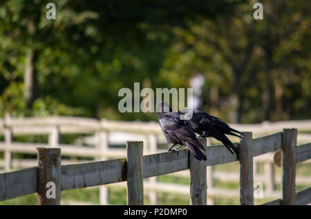 Two crows perched on a wooden fence Stock Photo