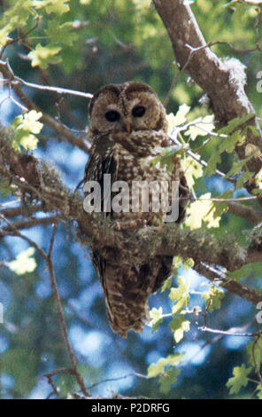 . Mexican Spotted Owl Strix occidentalis lucida, Arizona . Unknown date. byways.org 60 Strix occidentalis lucida-2 Stock Photo