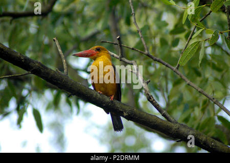 Brown-winged kingfisher locally called Khoirapakha Machranga the Sundarbans. Bagerhat, Bangladesh. Stock Photo