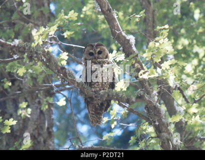 . Mexican Spotted Owl Strix occidentalis lucida, Arizona 32.411° N 110.715° W . Unknown date. Unknown 60 Strix occidentalis lucida Stock Photo