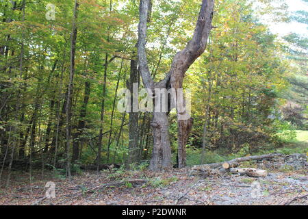 Tree on an old logging road that was struck by lightening many years ago and left with a split trunk Stock Photo