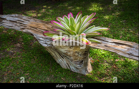 Spring Garden Festival in Gainesville, Florida. Century old Cypress salvaged from St. Johns River near Jacksonville. Stock Photo