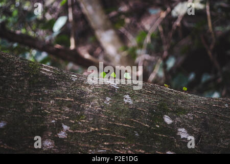 Line of ants on a tree carrying leaves through the jungle in Tayrona National Natural Park, Colombia Stock Photo