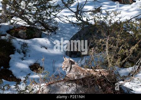Eurasian Lynx sleeping in the snow (Lynx lynx), France Stock Photo - Alamy