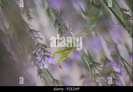 closeup of a praying mantis on a flower Stock Photo