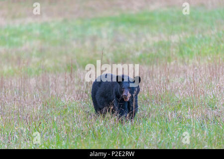 A North American Black Bear standing in a field in the Smoky Mountains with copy space.  He is facing the camera. Stock Photo