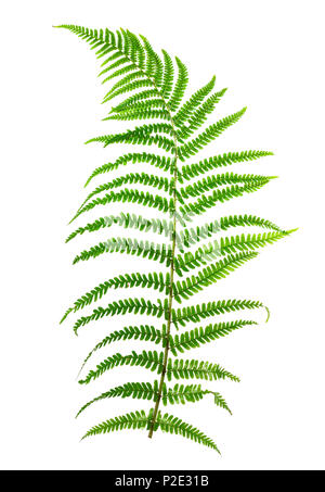 Leaf fern isolated on white background. Stock Photo