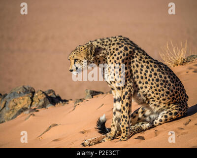 female cheetah sitting on red sand dune Stock Photo