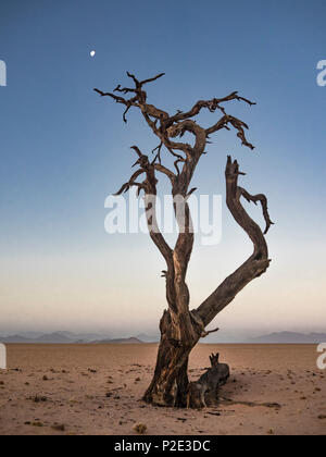 Lone dead tree reaching toward the moon Stock Photo