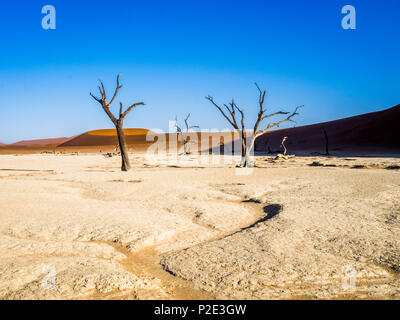 female cheetah on red sand dune Namibia Stock Photo