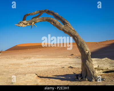 female cheetah on red sand dune Namibia Stock Photo