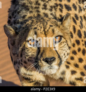 female cheetah on red sand dune Namibia Stock Photo