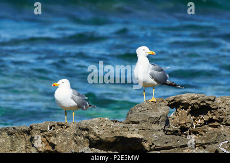 Two yellow-legged gulls (Larus michahellis) resting in seashore rocks (Ses Salines Natural Park, Formentera,Balearic Islands, Mediterranean Sea,Spain) Stock Photo