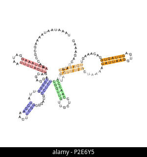 . English: Image has been uploaded to the Commons as part of the Molecular and Cellular Biology  database Rfam. Here is the link to the discussion. . This file is lacking author information. 46 RF00234 Stock Photo