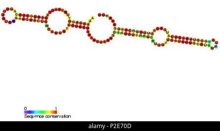 . English: Image has been uploaded to the Commons as part of the Molecular and Cellular Biology  database Rfam. Here is the link to the discussion. . This file is lacking author information. 46 RF00265 Stock Photo