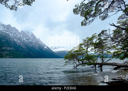 A tree lies horizontally at Lake Acigami in the national park of Tierra del Fuego. Here lies the border between Argentina and Chile. Stock Photo