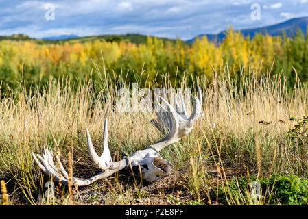 Moose skull with antlers lies on the ground in the Yukon Territory, Canada Stock Photo