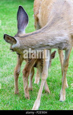 Female mule deer feeding and protecting her fawn in Alberta Canada