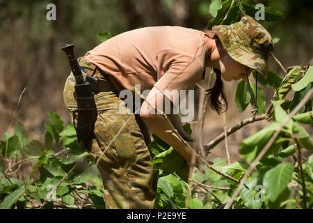 Australian Army soldier Pvt. Melanie O’Sullivan gathers leaves for a signal fire at Daly River Region, Northern Territory, Australia, Sept. 3, 2016. Participants will learn survival skills during Exercise Kowari, an exercise to enhance the United States, Australia, and China’s friendship and trust, through trilateral cooperation in the Indo-Asia-Pacific region. (U.S. Marine Corps photo by Lance Cpl. Osvaldo L. Ortega III/Released) Stock Photo