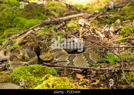 Yellow phase timber rattlesnake - Crotalus horridus Stock Photo