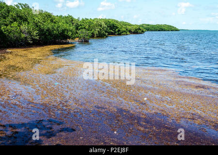 Florida Upper Key Largo Florida Keys,Harry Harris Beach & Park,Atlantic Ocean,seaweed marine debris collected,FL170818022 Stock Photo