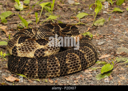 Coiled black phase timber rattlesnake - Crotalus horridus Stock Photo