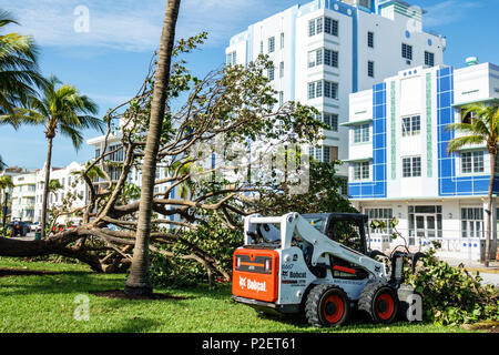 Miami Beach Florida,Lummus Park,Hurricane Irma,wind damage,fallen downed trees,branches,debris cleanup,Bobcat A770,all-wheel-steer loader,sea grape tr Stock Photo