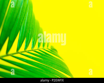 Green Tropical Palm Leaf on Lemon Yellow Background. Summer Concept. Stock Photo