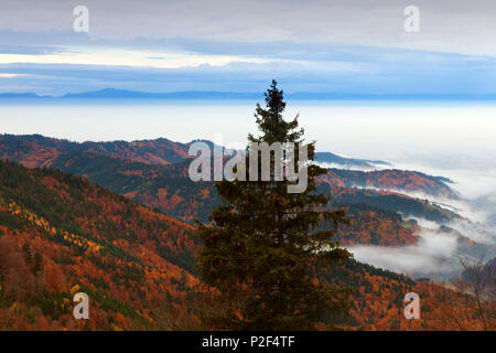 Fog over the Rhine valley, view from Belchen over Muenstertal and Rhine valley towards the Vosges, Black Forest, Baden-Wuerttemb Stock Photo