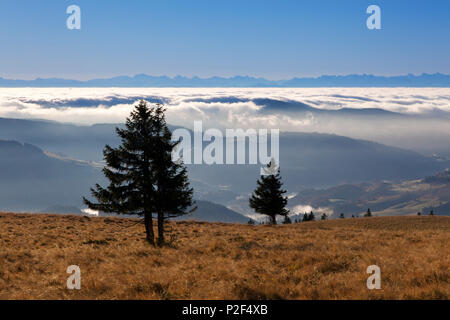 Fir trees at Belchen, Black Forest, Baden-Wuerttemberg, Germany Stock Photo