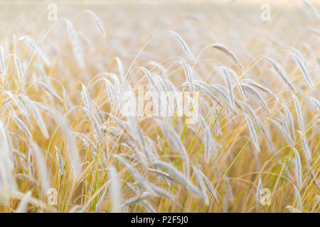 Ears of corn in a field, Wheat, rye, Baltic sea, Bornholm, Denmark, Europe