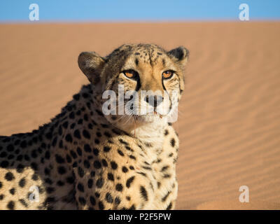 female cheetah on red sand dune Namibia Stock Photo