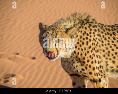 female cheetah on red sand dune Namibia Stock Photo