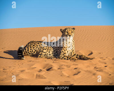 female cheetah on red sand dune Namibia Stock Photo