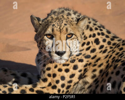 female cheetah on red sand dune Namibia Stock Photo