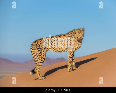 female cheetah on red sand dune Namibia Stock Photo