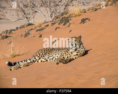 female cheetah on red sand dune Namibia Stock Photo