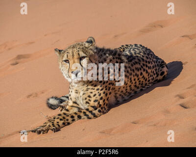 female cheetah on red sand dune Namibia Stock Photo