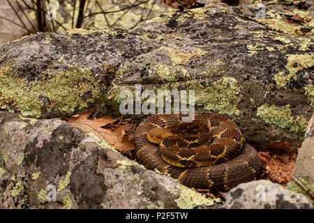 Gravid yellow phase timber rattlesnake - Crotalus horridus Stock Photo