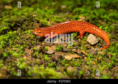 Northern red salamander - Pseudotriton ruber Stock Photo