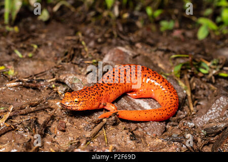 Northern red salamander - Pseudotriton ruber Stock Photo