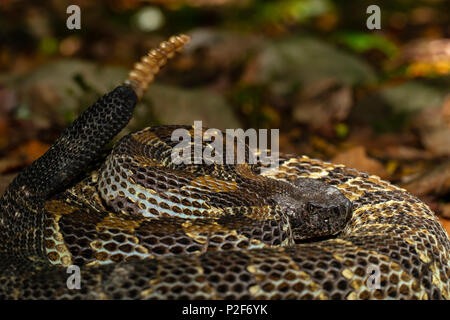 Coiled black phase timber rattlesnake - Crotalus horridus Stock Photo