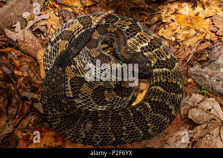 Coiled black phase timber rattlesnake - Crotalus horridus Stock Photo