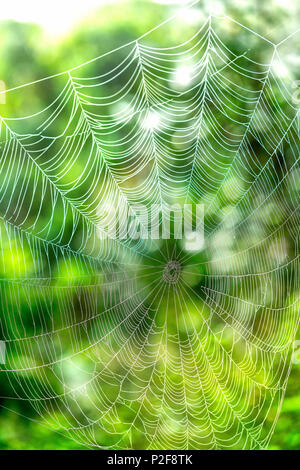 Beautiful spiderweb with dew drops on the silk rope the sunlight in the morning Stock Photo