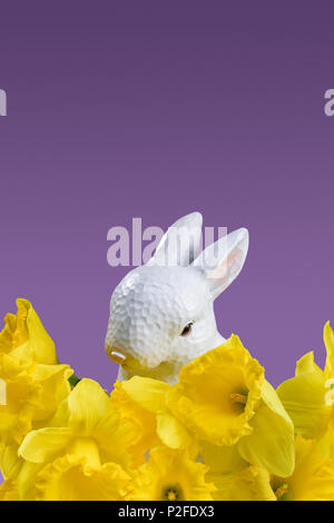 easter bunny with yellow daffodils isolated on violet Stock Photo