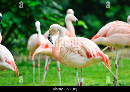 Pink flamingos (Phoenicopterus roseus) against green background Stock Photo