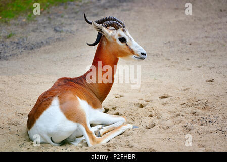 Springbok antelope (Antidorcas marsupialis) Stock Photo